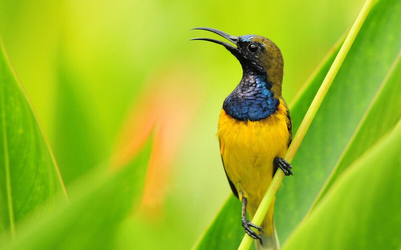 Yellow and Blue Bird — Green