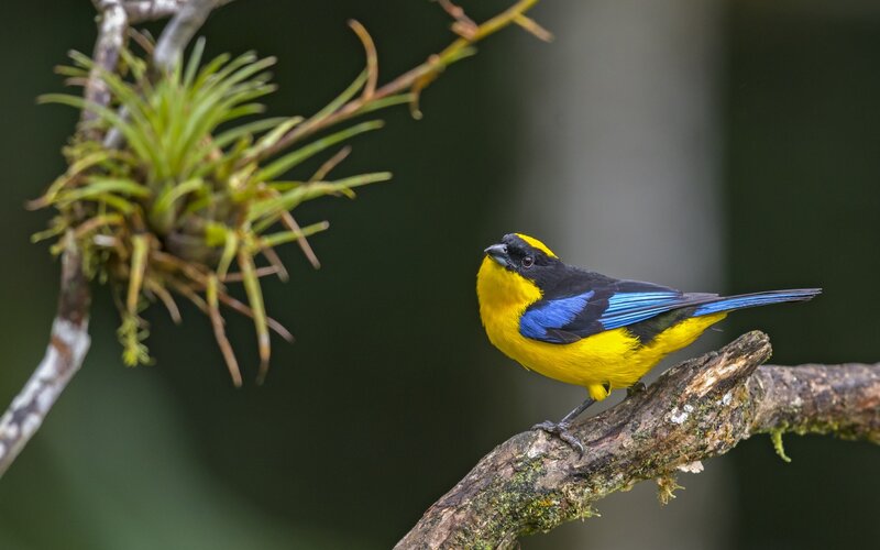 Yellow and Blue Bird — Natural