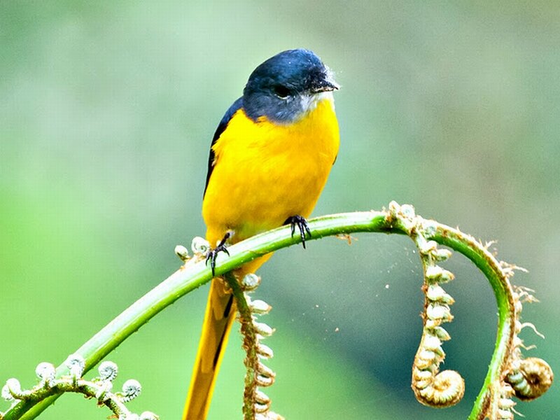 Yellow and Blue Bird