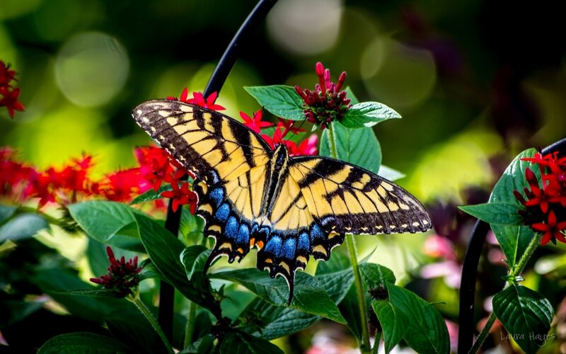 Yellow and Blue Butterfly — Natural, Afternoon