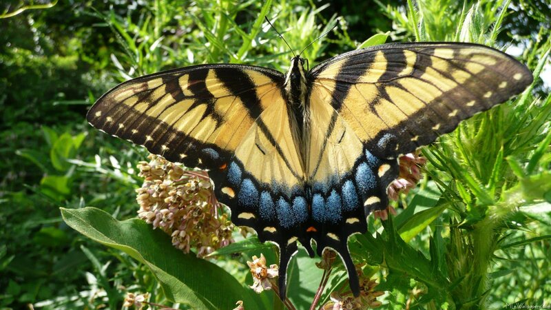 yellow and blue butterfly on plant