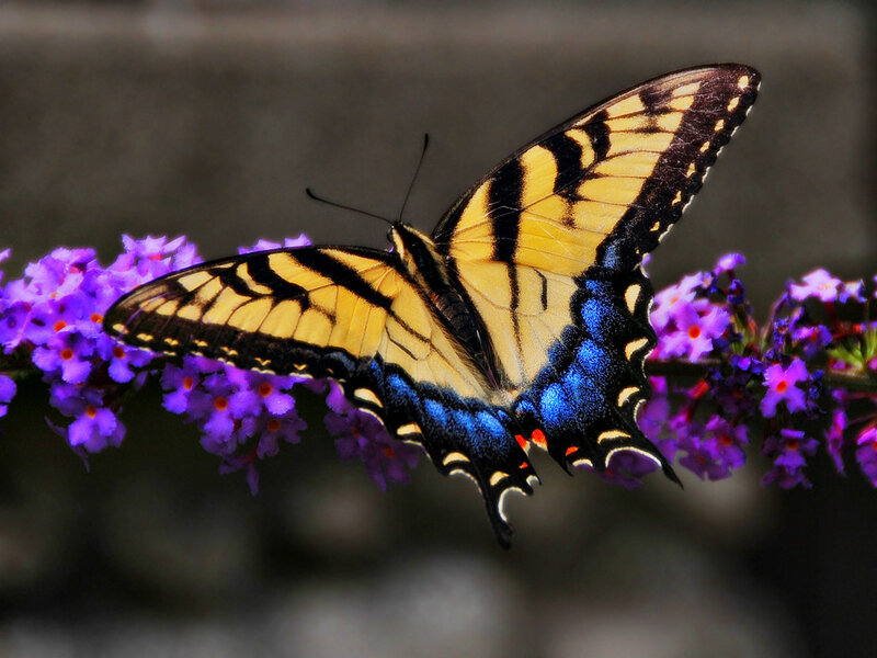 yellow and blue butterfly on purple flowers