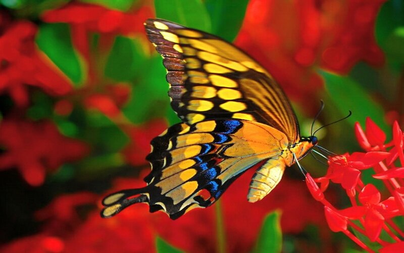 Yellow and Blue Butterfly — Red, Vibrant, Photograph