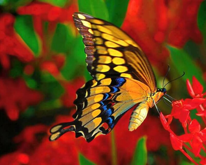 Yellow and Blue Butterfly — Red, Vibrant