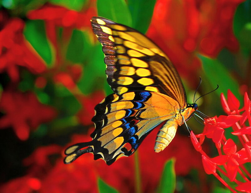 Yellow and Blue Butterfly