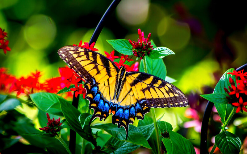 Yellow and Blue Butterfly — Vibrant