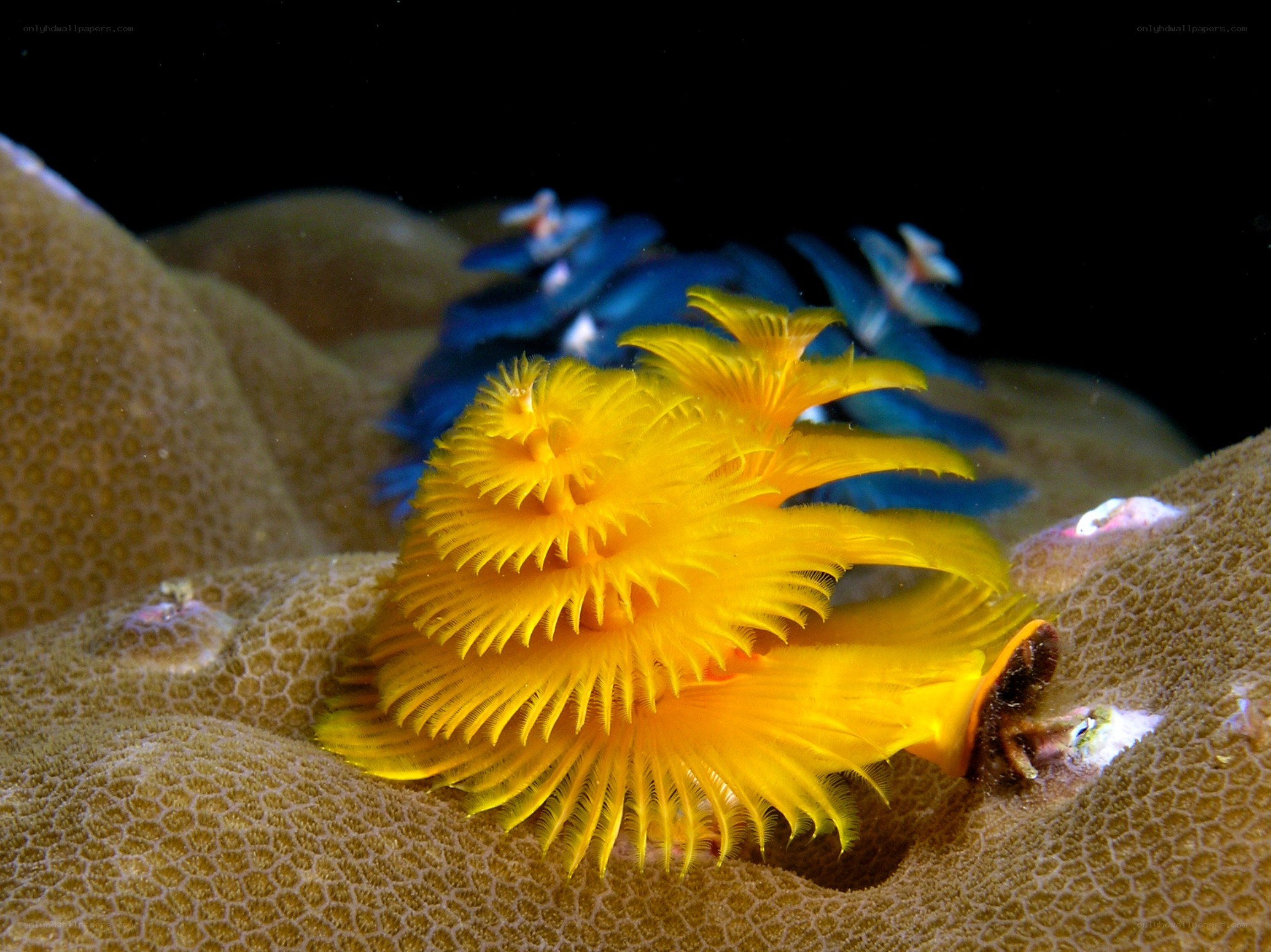 Yellow and blue feather worms