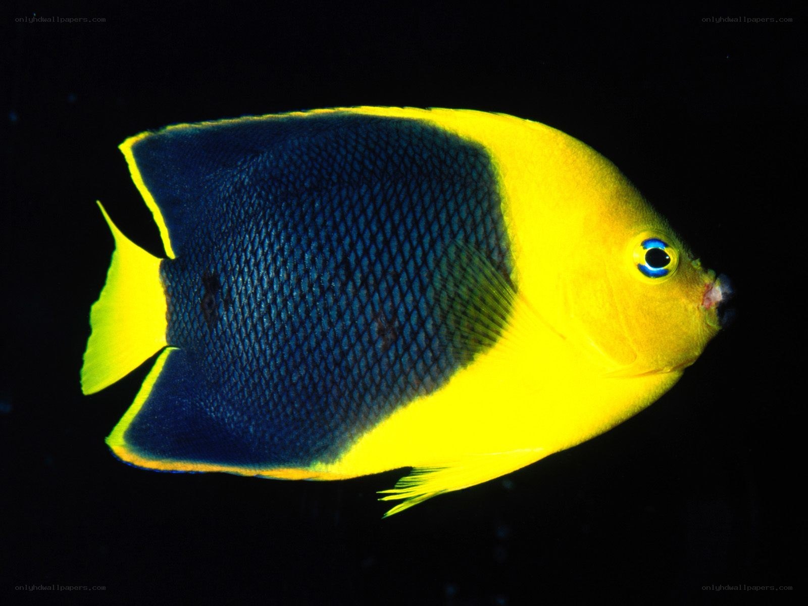 yellow and blue fish