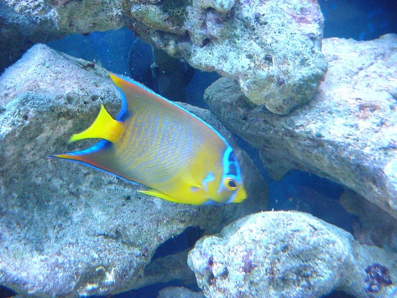 Yellow and Blue Fish — Calm