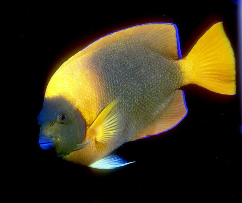 Yellow and Blue Fish — Dramatic