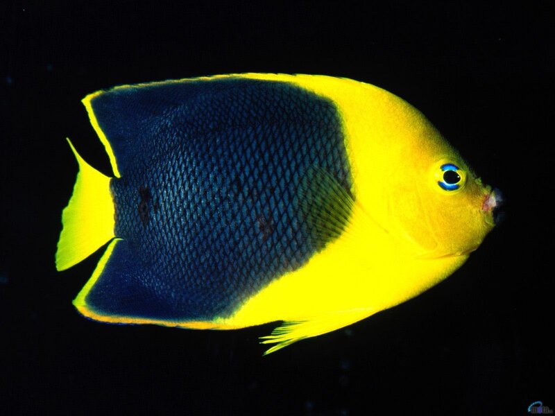 yellow and blue fish