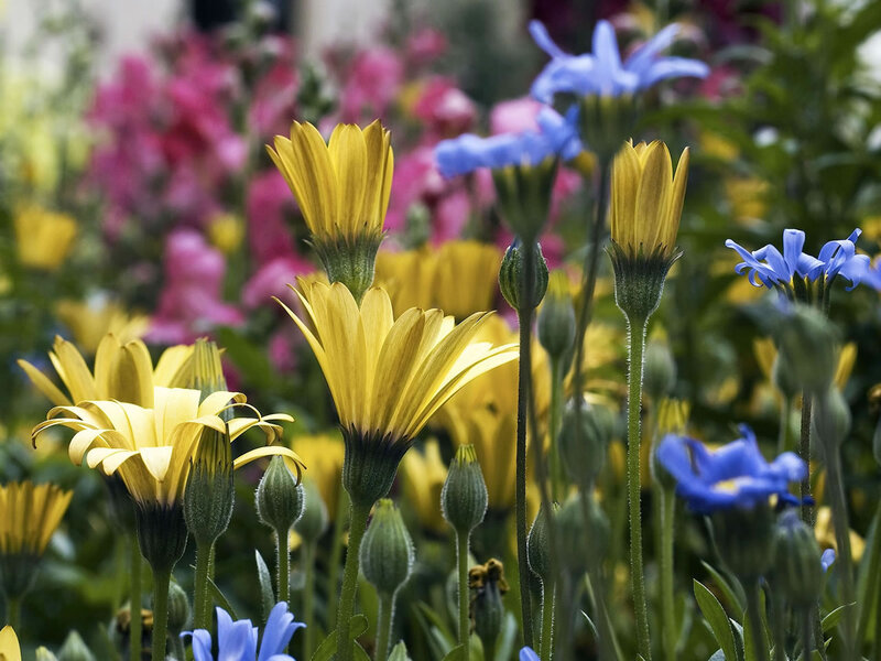 Yellow and Blue Flowers — Calm