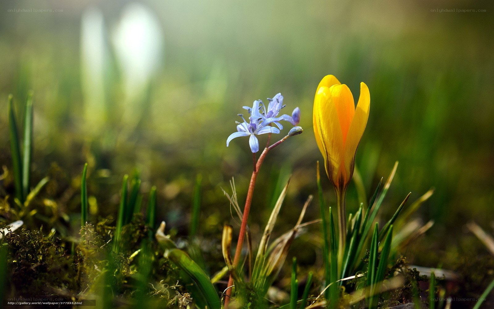 Yellow and blue flowers in spring