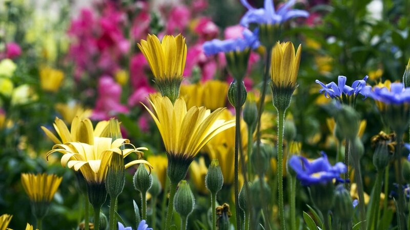 Yellow and Blue Flowers — Serene, Afternoon