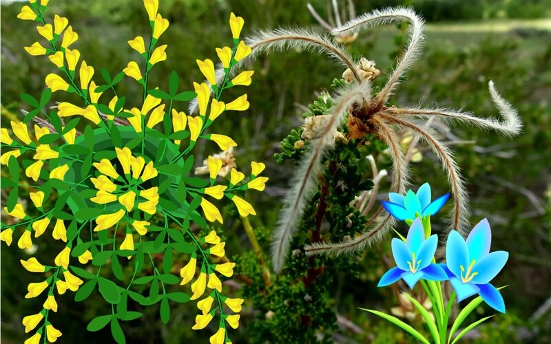 Yellow and Blue Flowers — Serene