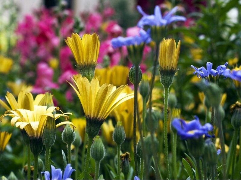 Yellow and Blue Flowers