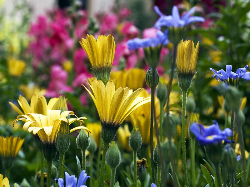 Yellow and Blue Flowers — Vibrant, Spring, Photograph