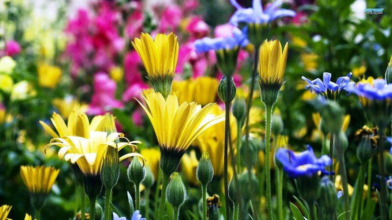 Yellow and Blue Flowers — Vibrant, Spring