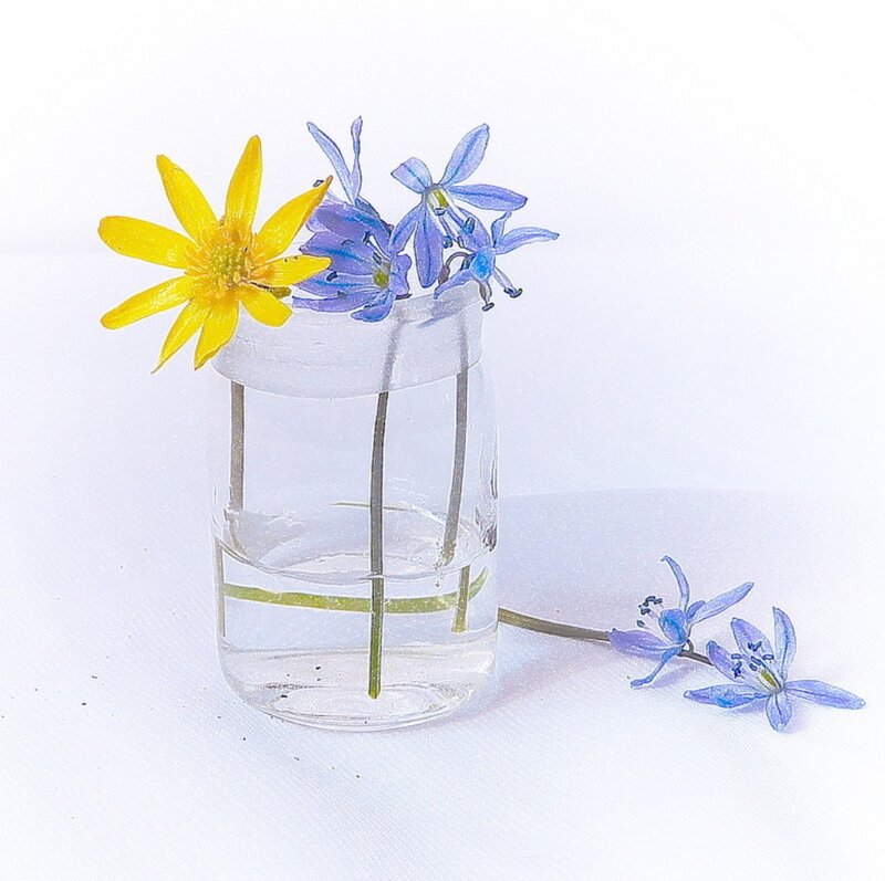 Yellow and Blue Flowers — White