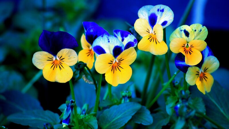 Yellow and Blue Pansies — Serene