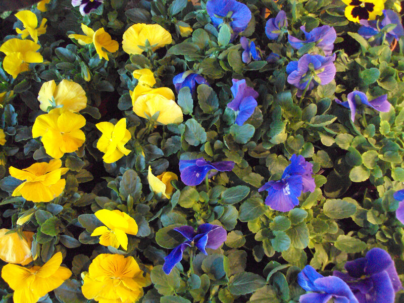 Yellow and Blue Pansies