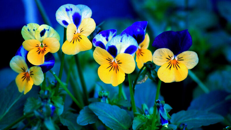 Yellow and Blue Pansies — Vibrant, Photograph, Flowers