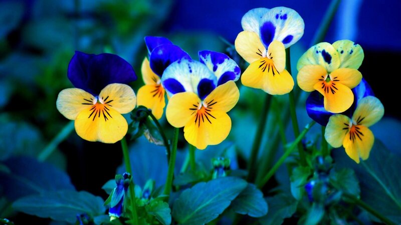 Yellow and Blue Pansies — Vibrant, Photograph