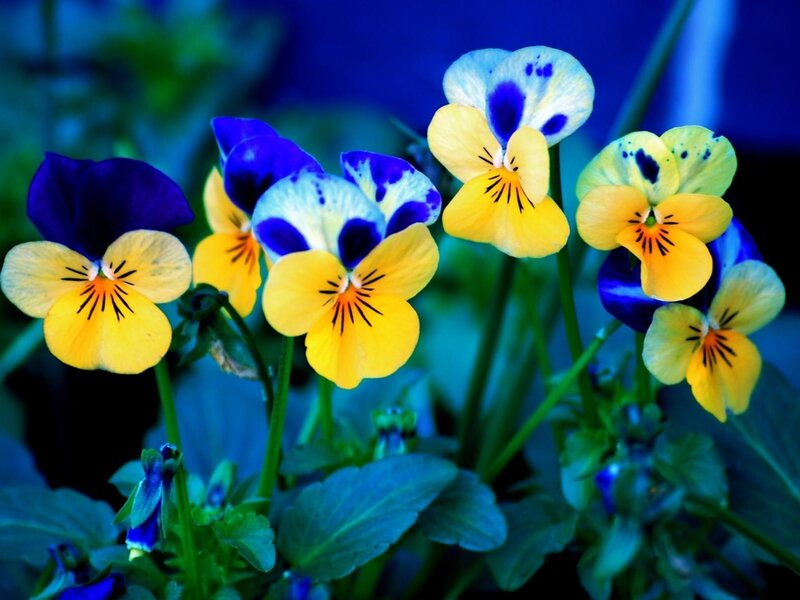 Yellow and Blue Pansies — Vibrant
