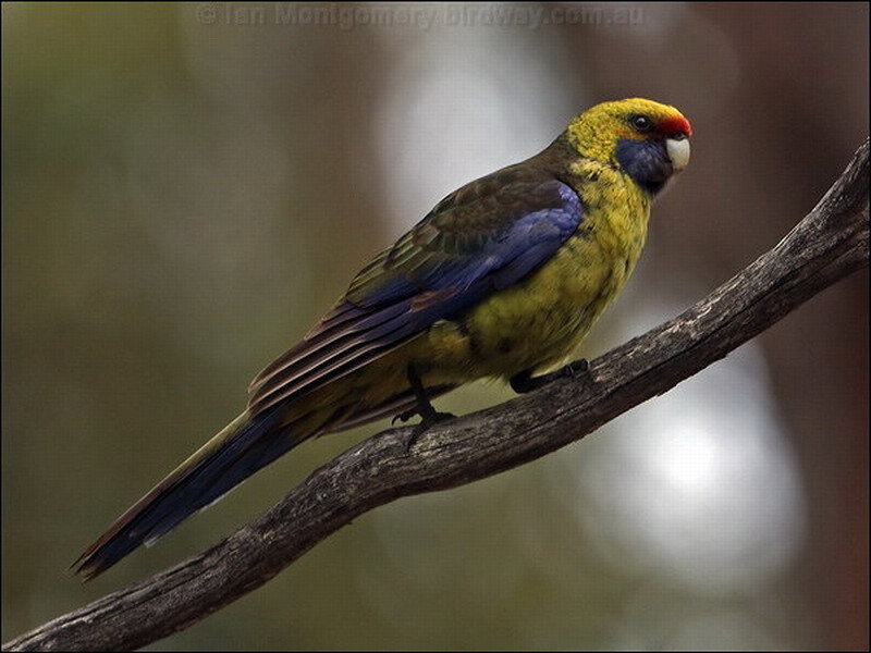 Yellow and Blue Parrot