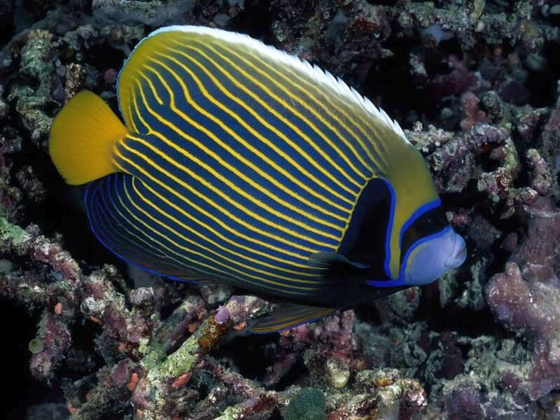 Yellow and Blue Striped Fish — Calm