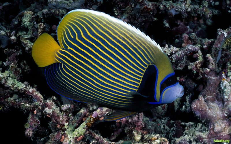 Yellow-and-blue Striped Fish