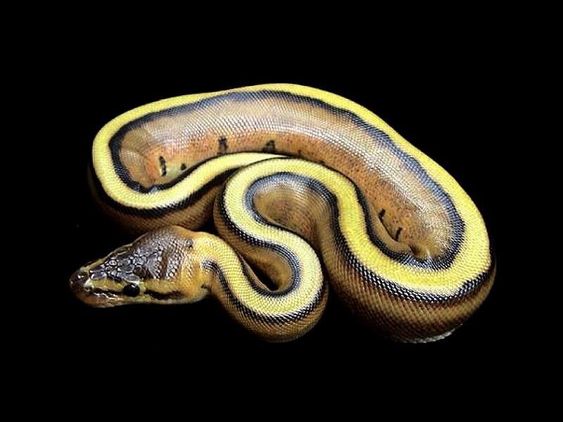 Yellow and Brown Ball Python — Calm