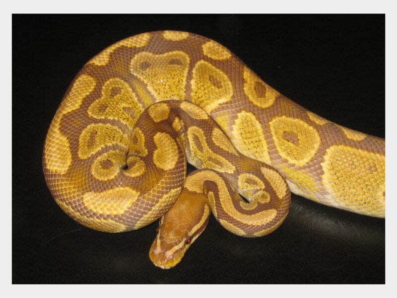yellow and brown ball python