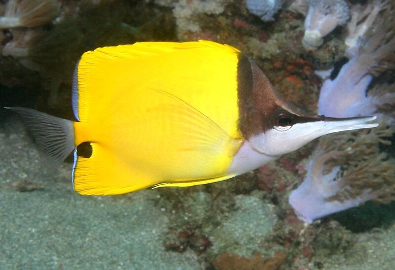 Yellow and brown fish in coral reef