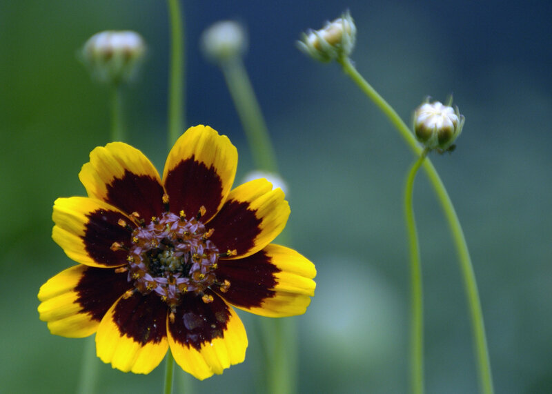 yellow and brown flower in bloom