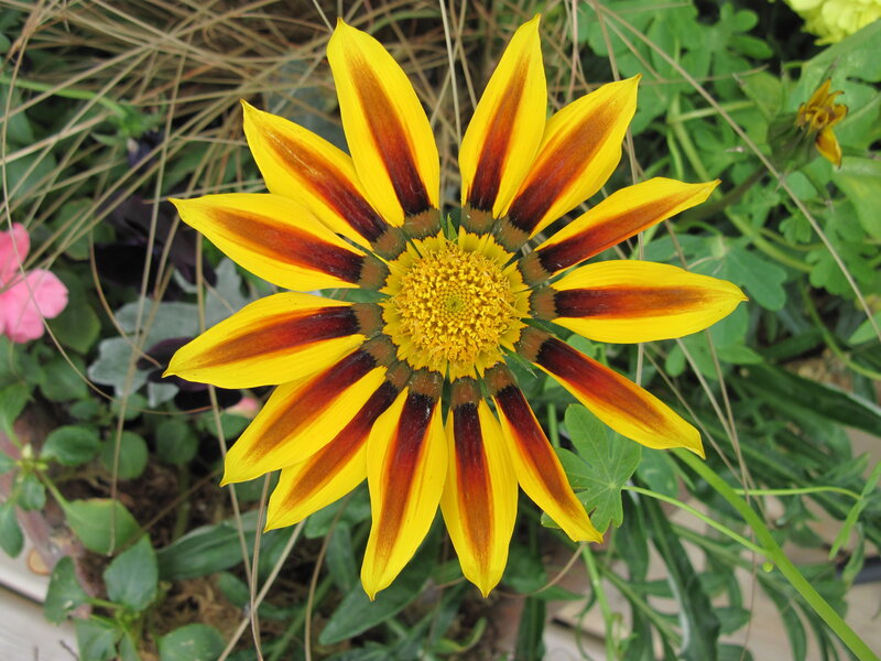 Yellow and Brown Flower — Natural