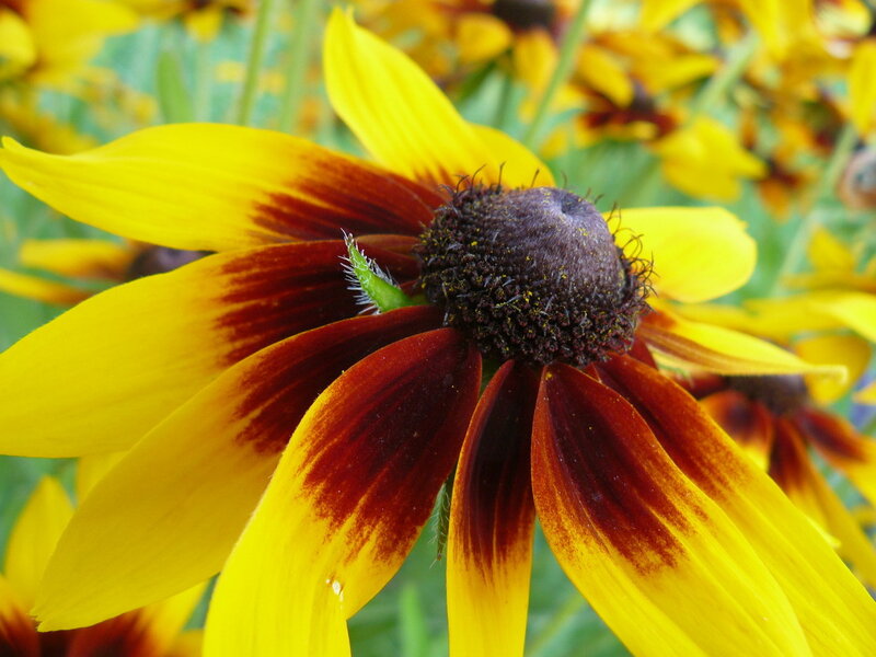 yellow and brown flower