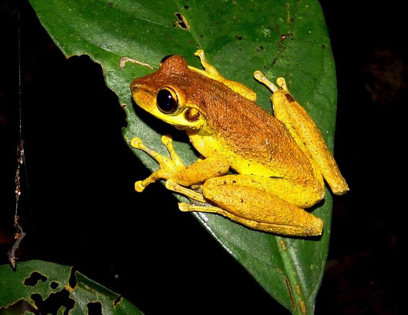 Yellow and Brown Frog