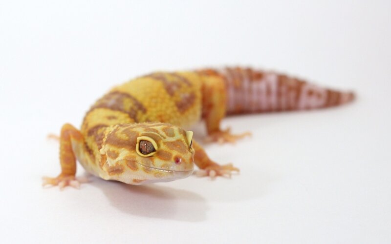 Yellow and Brown Gecko — Neutral