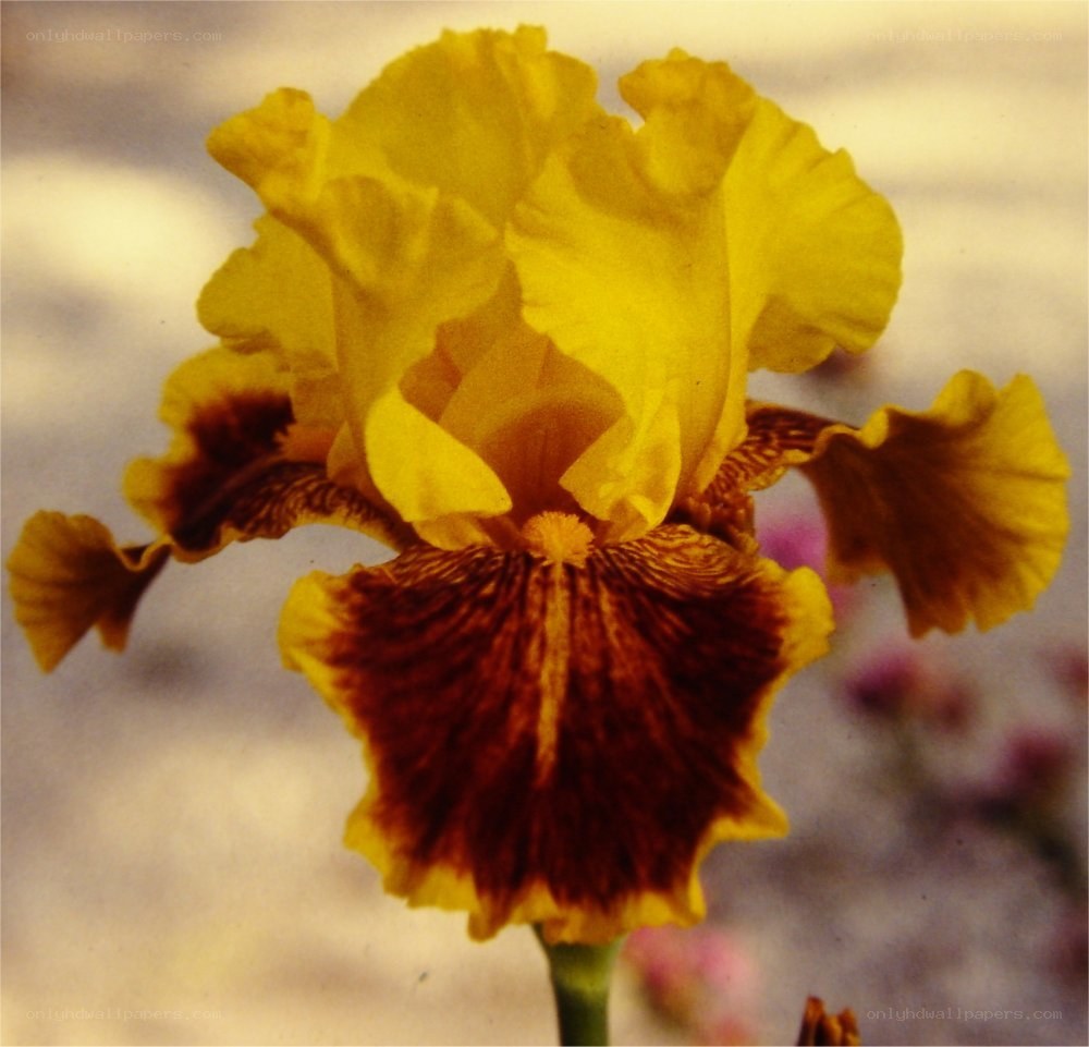Yellow and brown iris flower