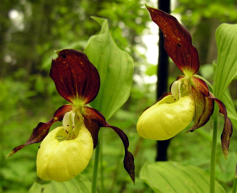 yellow and brown lady's slipper orchids