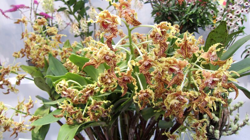 Yellow and Brown Orchid Flowers — Calm