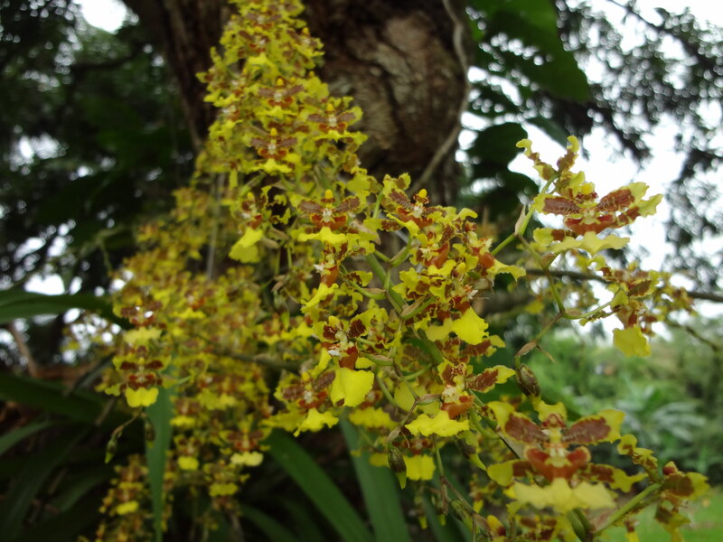 Yellow and Brown Orchid Flowers — Natural