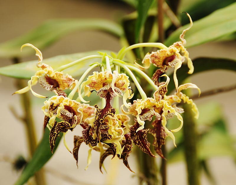 Yellow and Brown Orchid Flowers