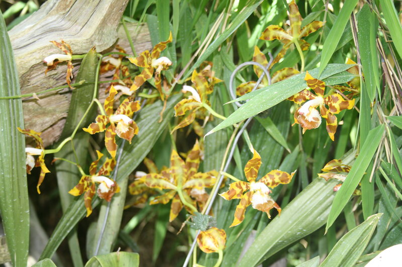 Yellow and Brown Orchids
