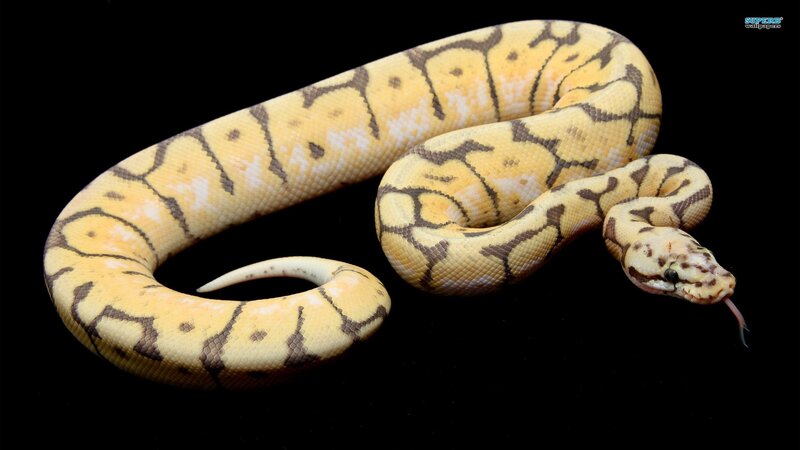 yellow and brown patterned snake
