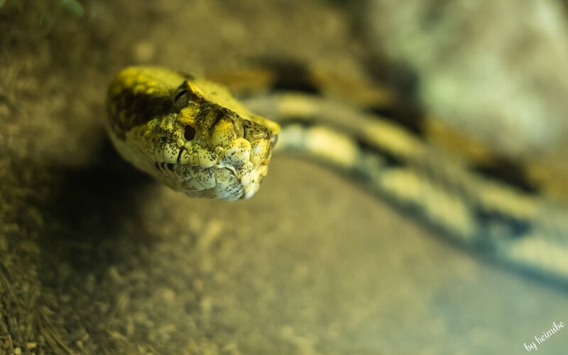 Yellow and Brown Snake — Alert
