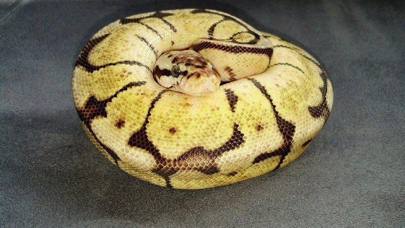Yellow and Brown Snake