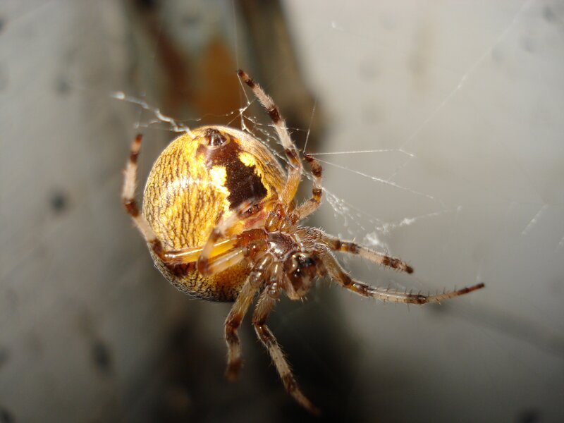 Yellow and Brown Spider