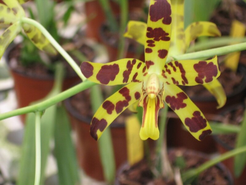 yellow and brown spotted orchid